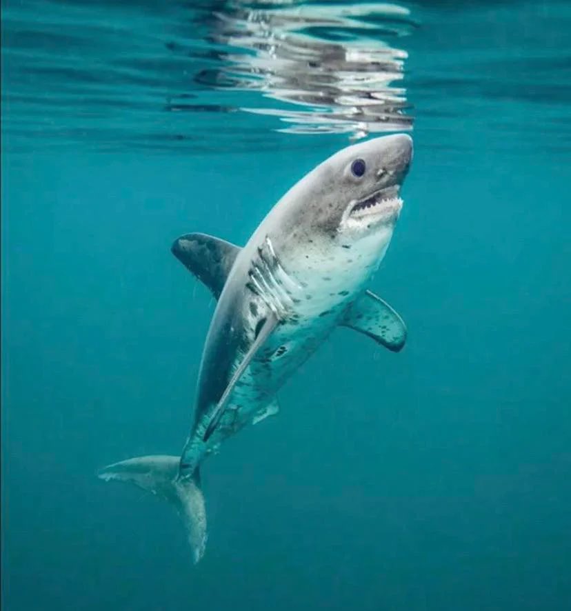 Travis Akers Salmon Sharks Are Like Real Life Baby Shark