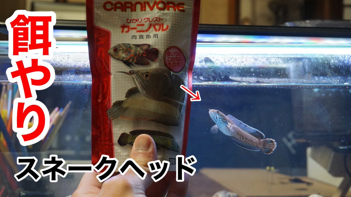 はっさく 昆虫隊長 スネへカーニバル スネークヘッド飼育 腹ペコな肉食魚にカーニバルを与える ニューレインボー スネークヘッド餌やり T Co Zuv2gyuvrh T Co Fibv2noh4h Twitter はっさく 昆虫隊長 スネへカーニバル スネークヘッド飼育 腹ペコな肉食魚にカーニバルを与える ニューレインボー スネークヘッド餌やり T Co Zuv2gyuvrh T Co Fibv2noh4h Twitter