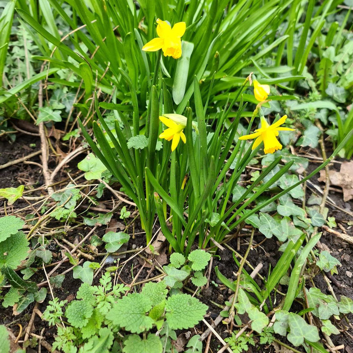 #FlowersinSpring #SpringEquinox