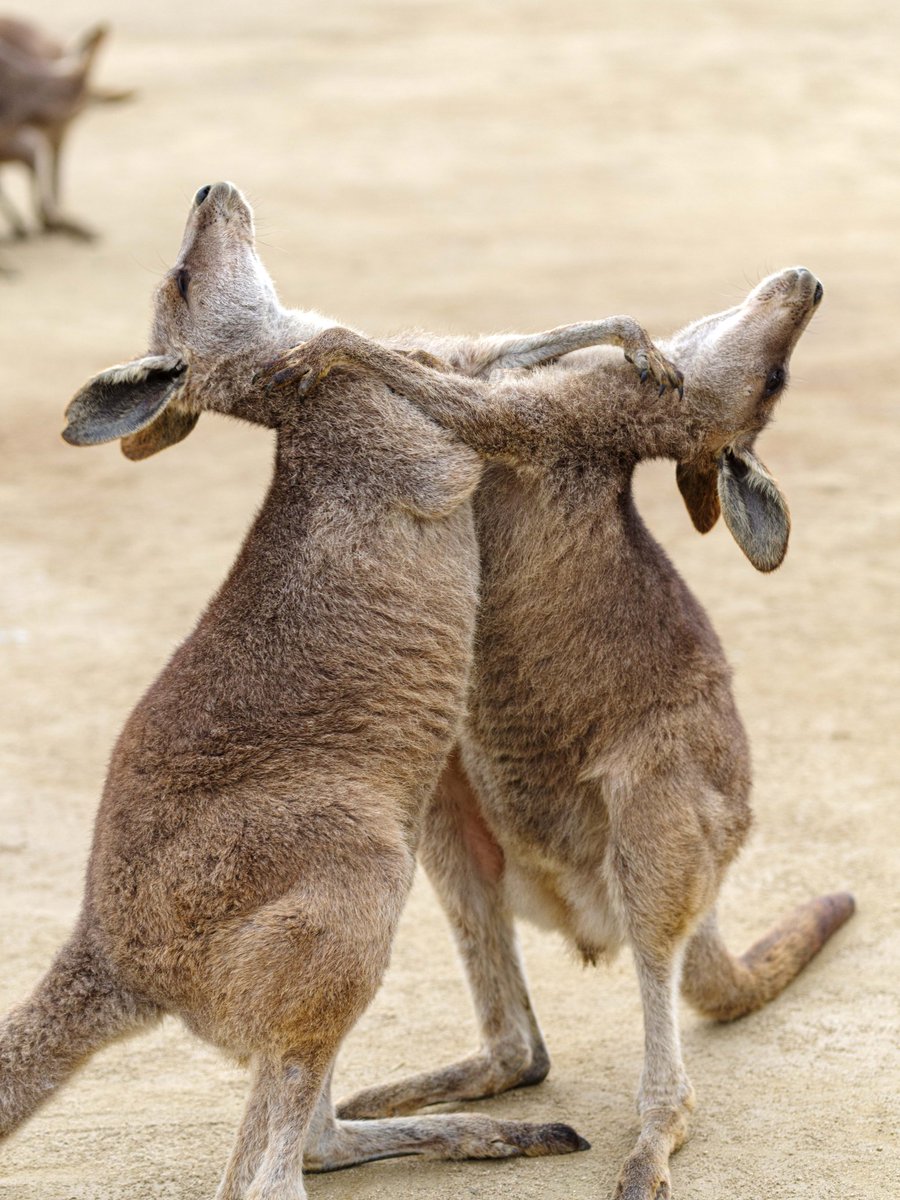 Avainsana カンガルー Twitterissa Avainsana カンガルー Twitterissa