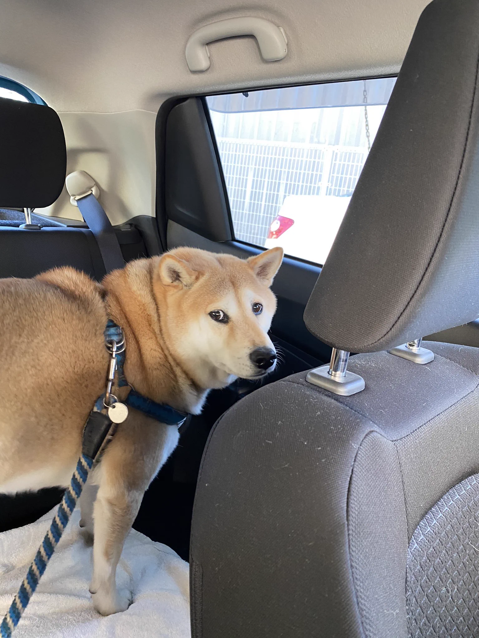 @K5dbZRmjNe77i5r え？病院いくの？な柴犬です😂
でも病院の先生や看護師さんに愛想がいいです 