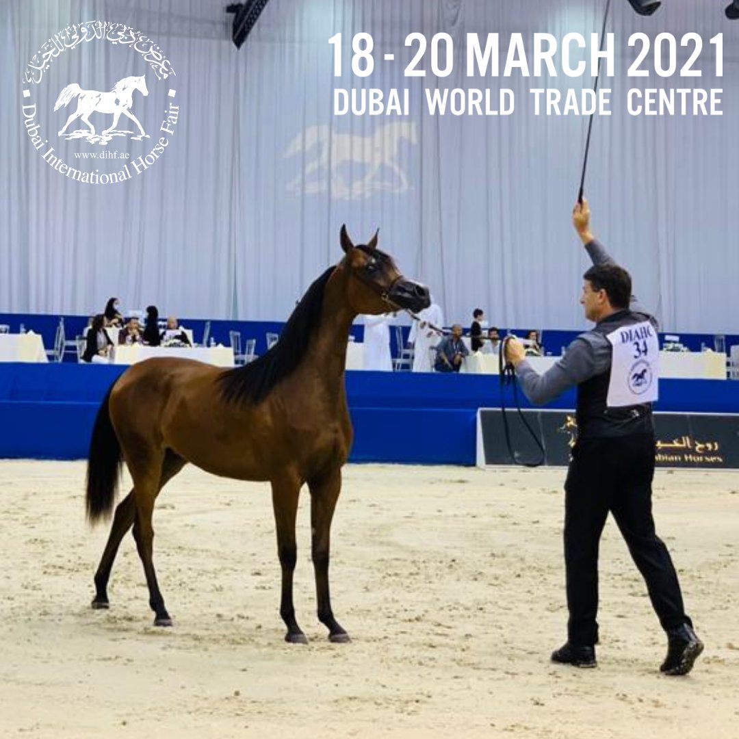 The Dubai International Arabian Horse Championship is a competition for Purebred Arabian horses, showcasing their beauty, agility &amp; heritage! Experience the excitement of the Championship this afternoon at #DIHF2021.

Get your free passes: dihf.ae/visitors-regis…
