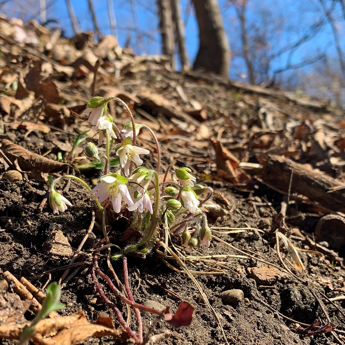 StoryCoConservation tweet media