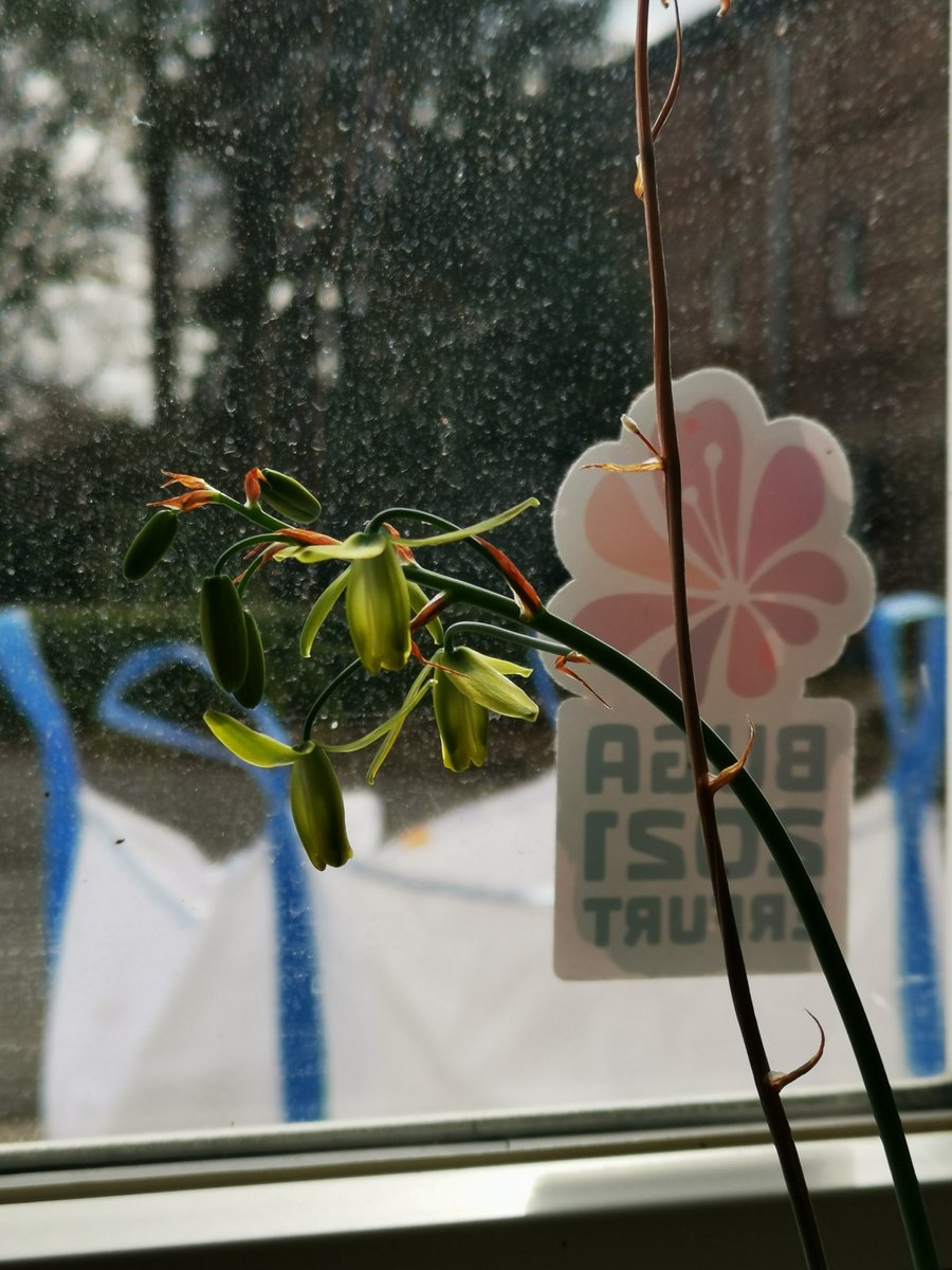 Kakteen_Haage's tweet photo. #kakteenhaage
#kaktusgaertner
#Blumenstadt
#erfurtmeineheimat
#cactuslove
#wirliebenkakteen
#kakteenblüte
#cactusflower
#albucaspiralis
#cactuspodcast
#kakteenerde
#haagelife https://t.co/MBMg72KYTH