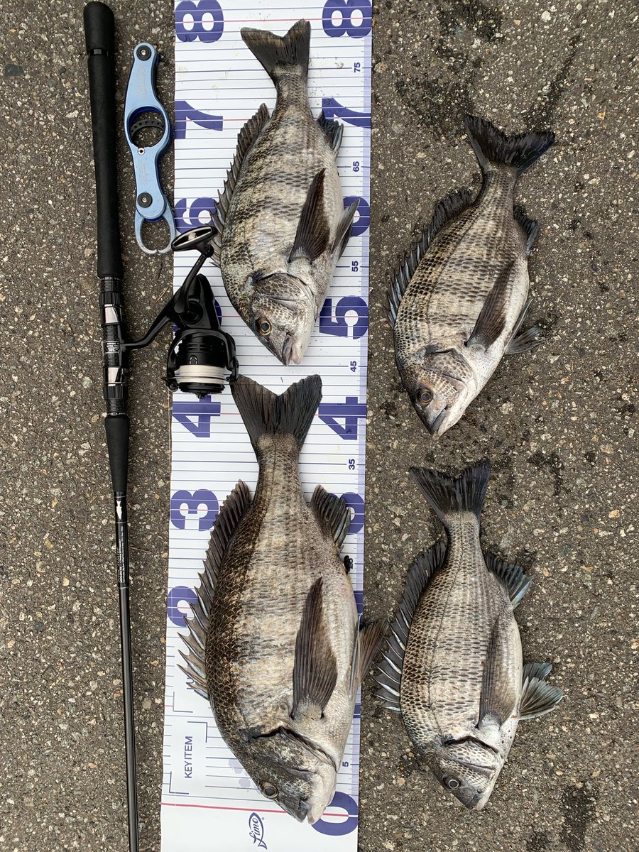 Etiqueta クロダイ Al Twitter