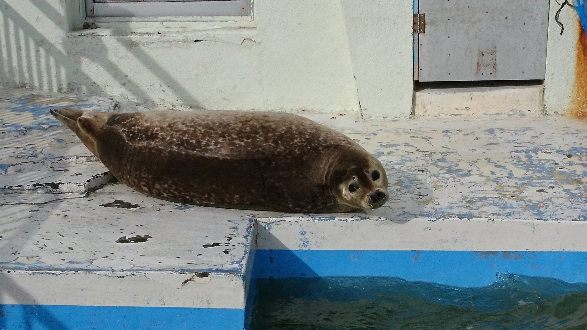 特急サロベツ Pa Twitter ノシャップ寒流水族館 振り向いたアザラシが可愛く クリオネを見たらmycalのcmを思いだし フウセンウオの 赤ちゃんが小さい 特急サロベツの道内めぐり21 T Co Lzkrhja7zd Twitter