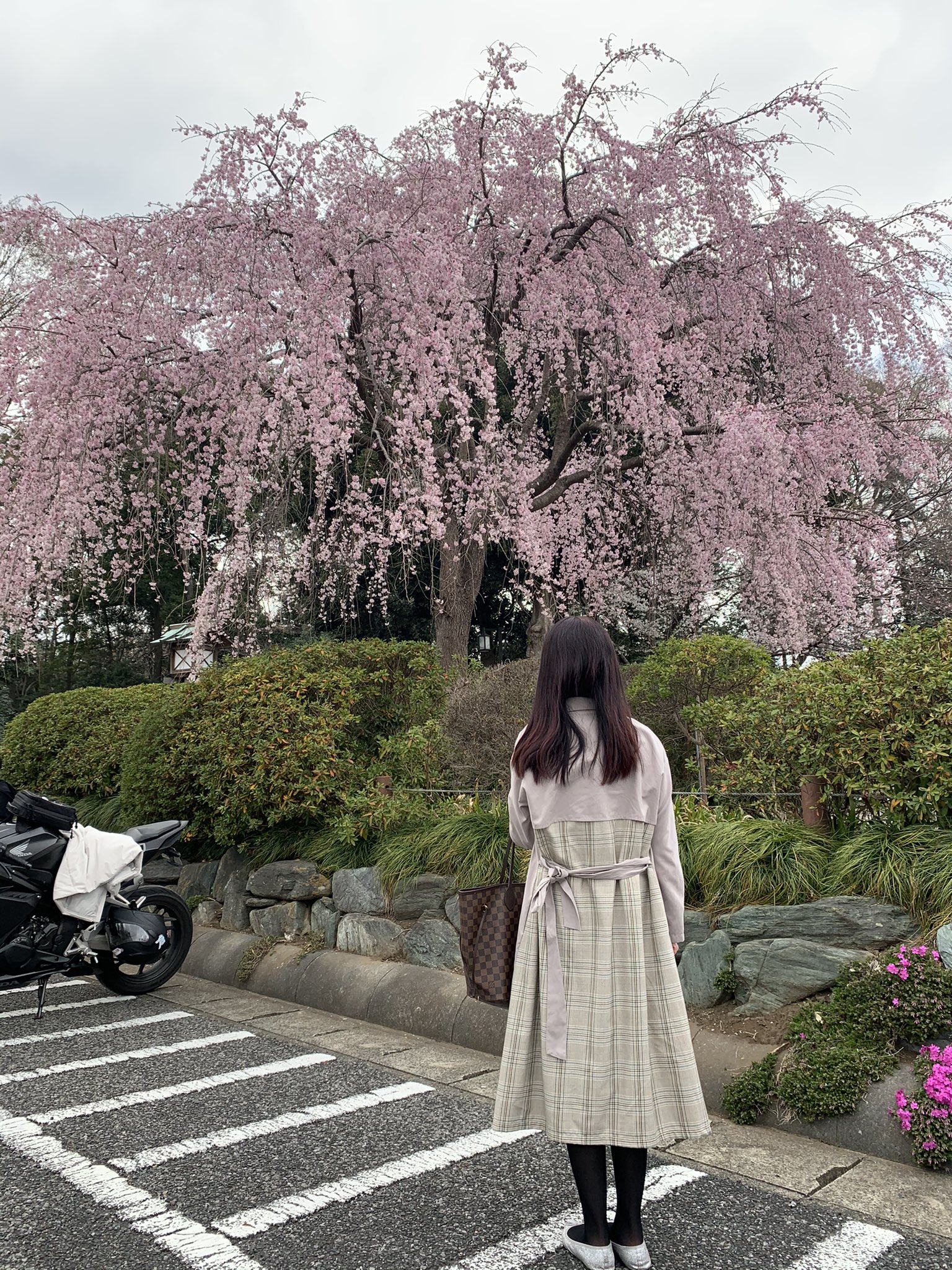 かおち ３月２０日 土 野田にある櫻木神社 に参拝 枝垂れ 綺麗に咲いてた 来週あたりはもっと桜も増えて綺麗なんだろうなぁ 限定御朱印いただきました 櫻木神社 さくらの日まいり 限定御朱印 T Co Y0wjbdgnlm Twitter