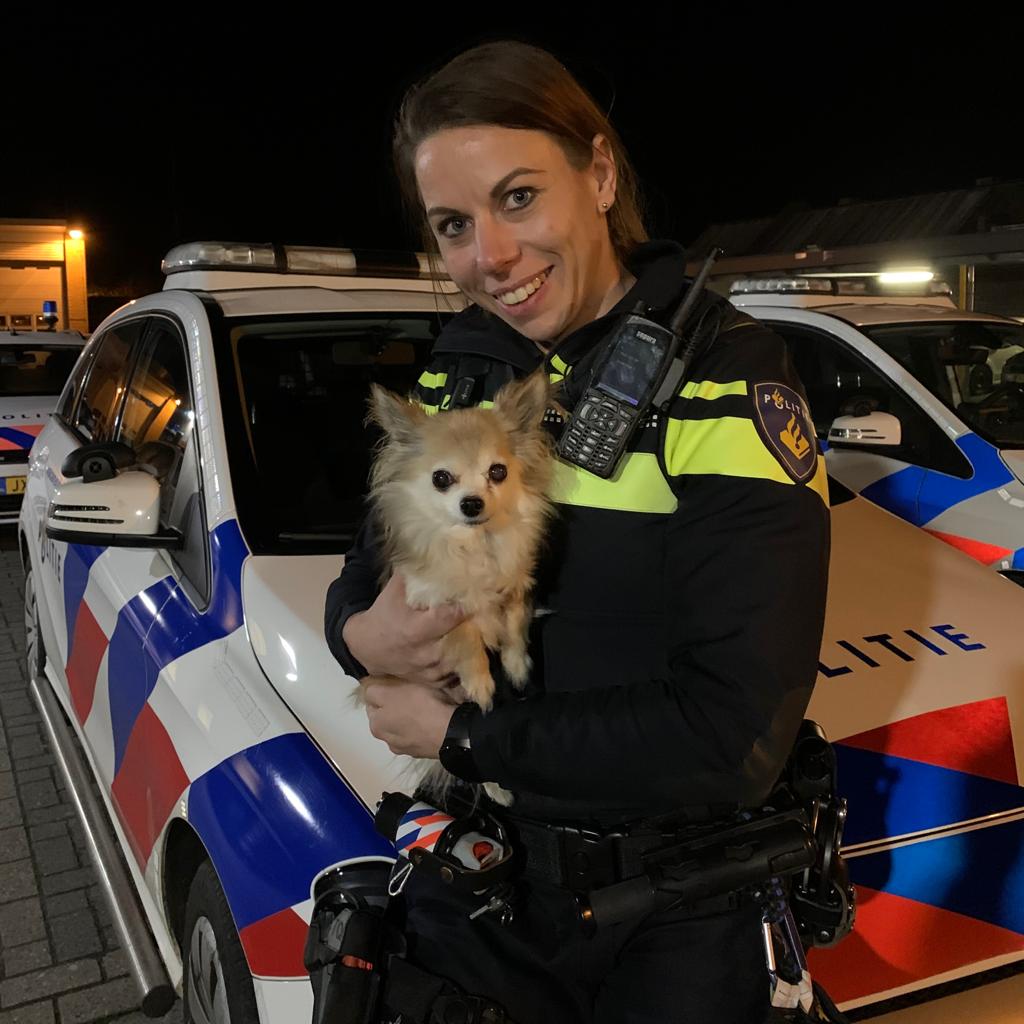 Vannacht werd de avondklok geschonden door deze inwoner van Drachten. Wij vonden 'Harry' op de Torenstraat. 'Harry' is overgedragen aan de Dierenambulance. Zij zullen de eigenaar proberen te achterhalen.
#politie #gevonden #Torenstraat  #Drachten #Smallingerland #eigenaargezocht