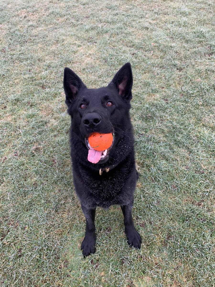 StaffsDogs's tweet photo. Great work tonight from #Shift 1's PD Flash who located a male reported to be suicidal in Cannock chase following a stop by local PCSOs. Male found safe and well by PD Flash deep within the woodland in the pitch black. Top job all round!! https://t.co/DbISdABiD6