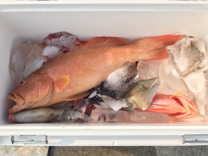 食料

でかいスジアラが釣れた
これでしばらく食料がある 