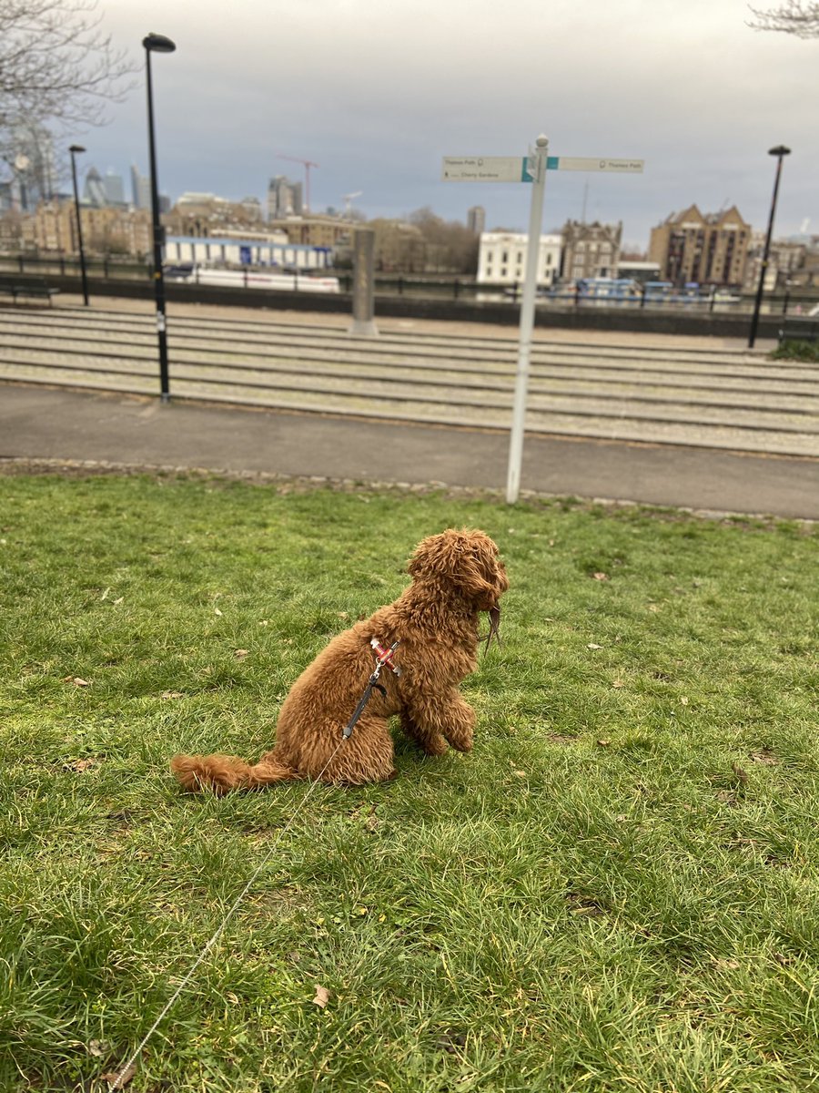 CandyHazelden's tweet photo. Feeling blessed! what a city for a early morning dog walk 🏴󠁧󠁢󠁥󠁮󠁧󠁿 #londontown #theresnoplacelikehome #citygirl #howbeautifulismywinnie https://t.co/9v1o8VF269