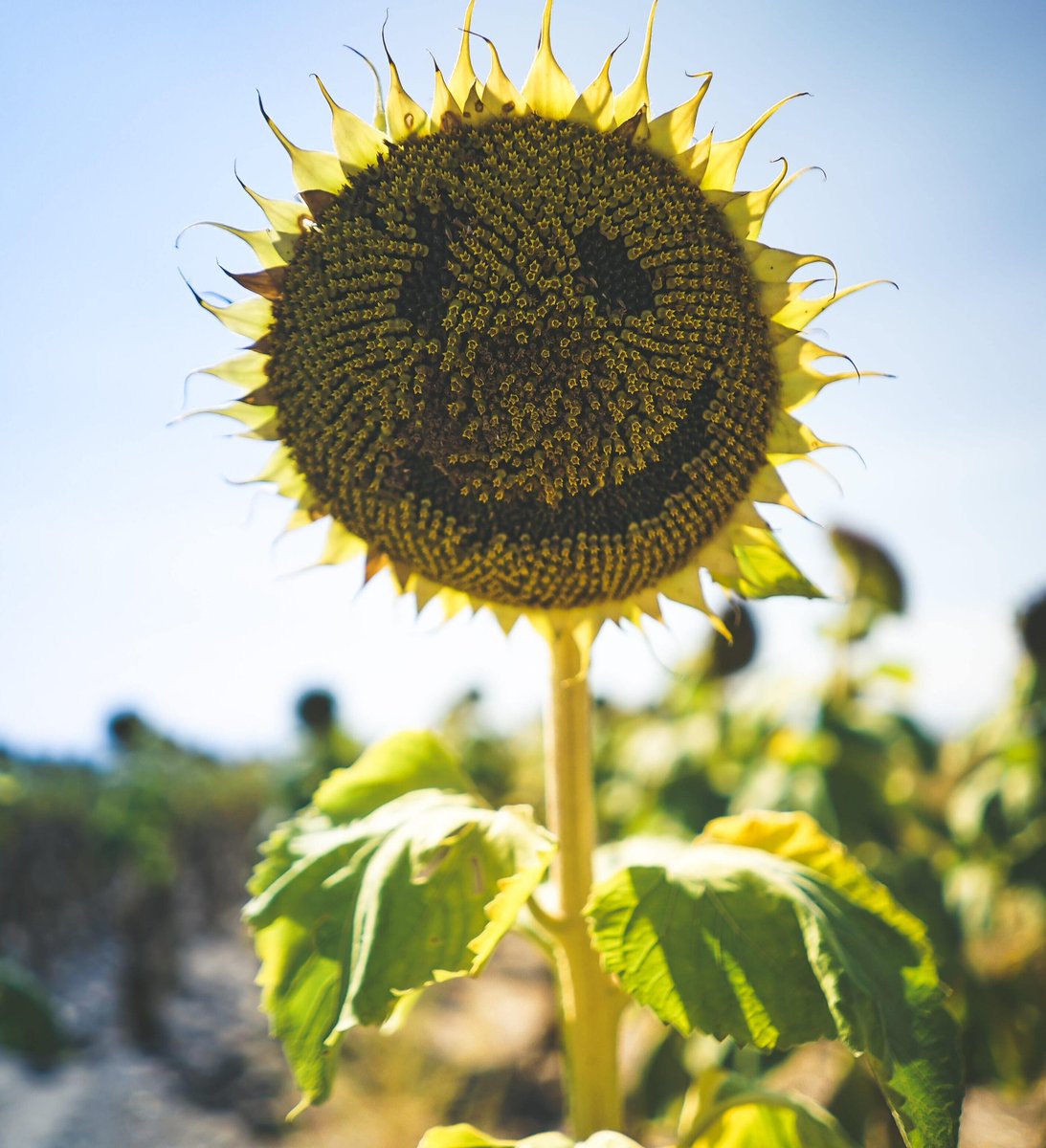 UoP_CADI's tweet photo. Thereโs no better excuse then to spread some love and happiness around, on this the #InternationalDayOfHappiness and itโs also the first day of Equinox spring. ๐ป๐ท
So even if itโs a small something, try to spread a little happiness and cheer!
#positivepicsfromtel #ispyspring https://t.co/hTAZhDy8KE