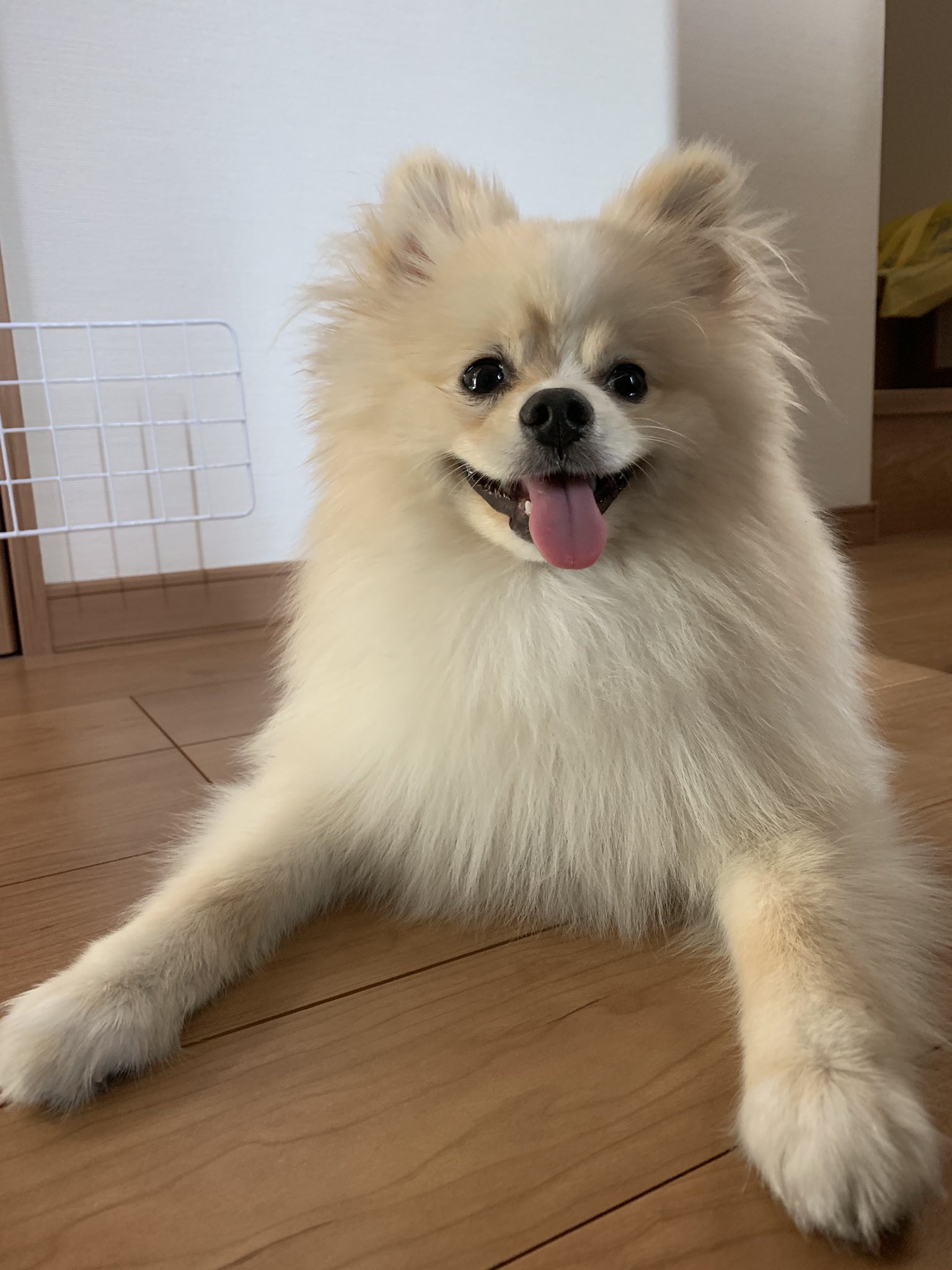 スフィンクス犬 Twitter Search Twitter