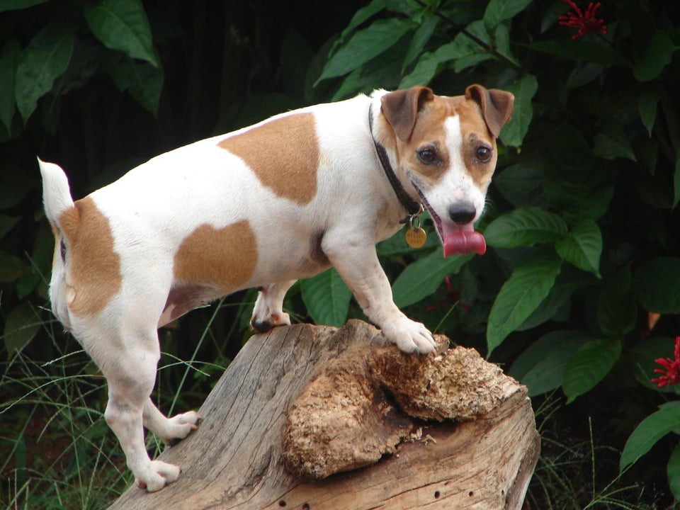 Daphne, do her daily patrol for lizards. Always on the hunt!
#jackrussellstyle
#jrtpost
#jackrusselllife
#jackrussellworld
#instajackrussell
#jrtinstagram
#jackrussellmix
#jackrussel
#jrtclub
#JACKRUSSELL_NEWS