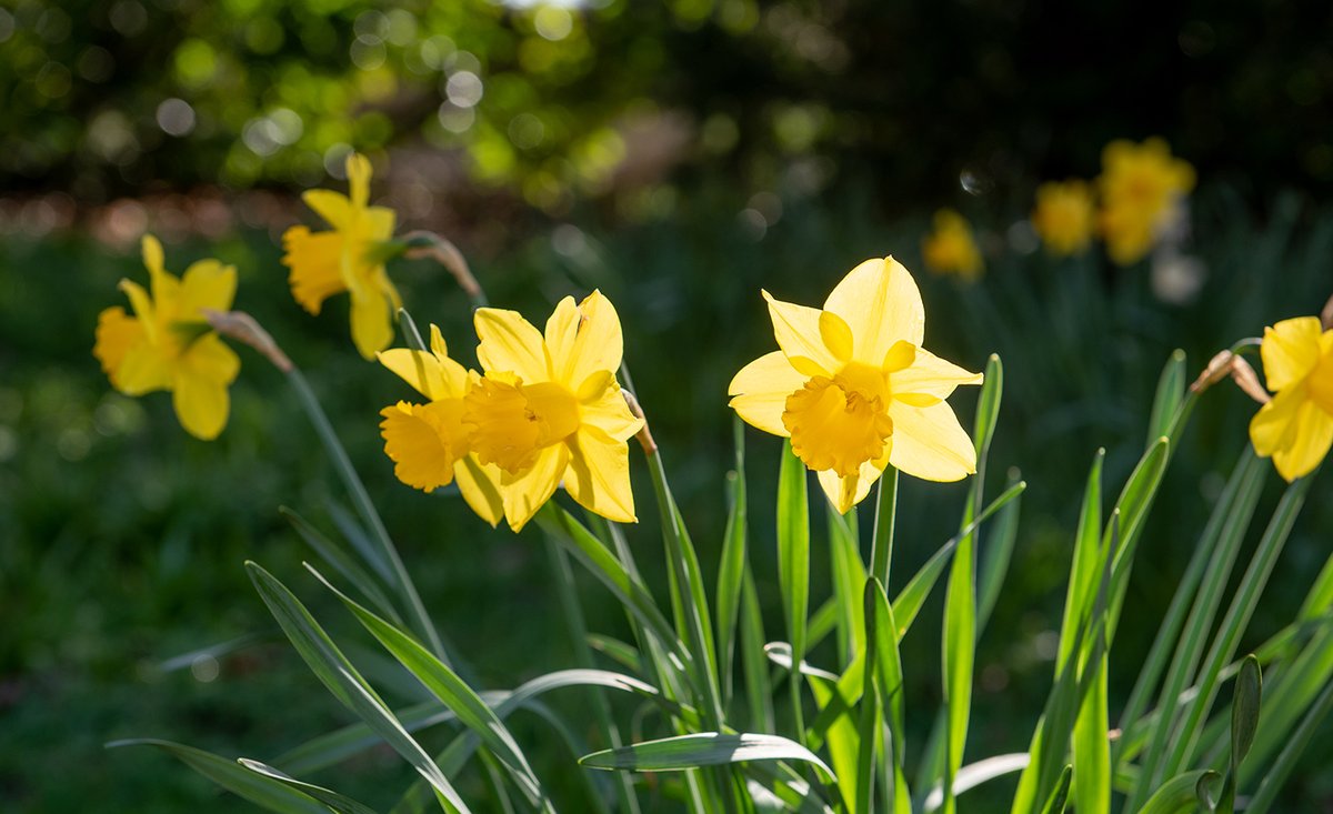 stcatsbramley's tweet image. The daffodils are in full bloom on the first day of #Spring and the colours are making us smile on #InternationalDayOfHappiness across our beautiful 25 acre campus. #springhasarrived #surreyhills