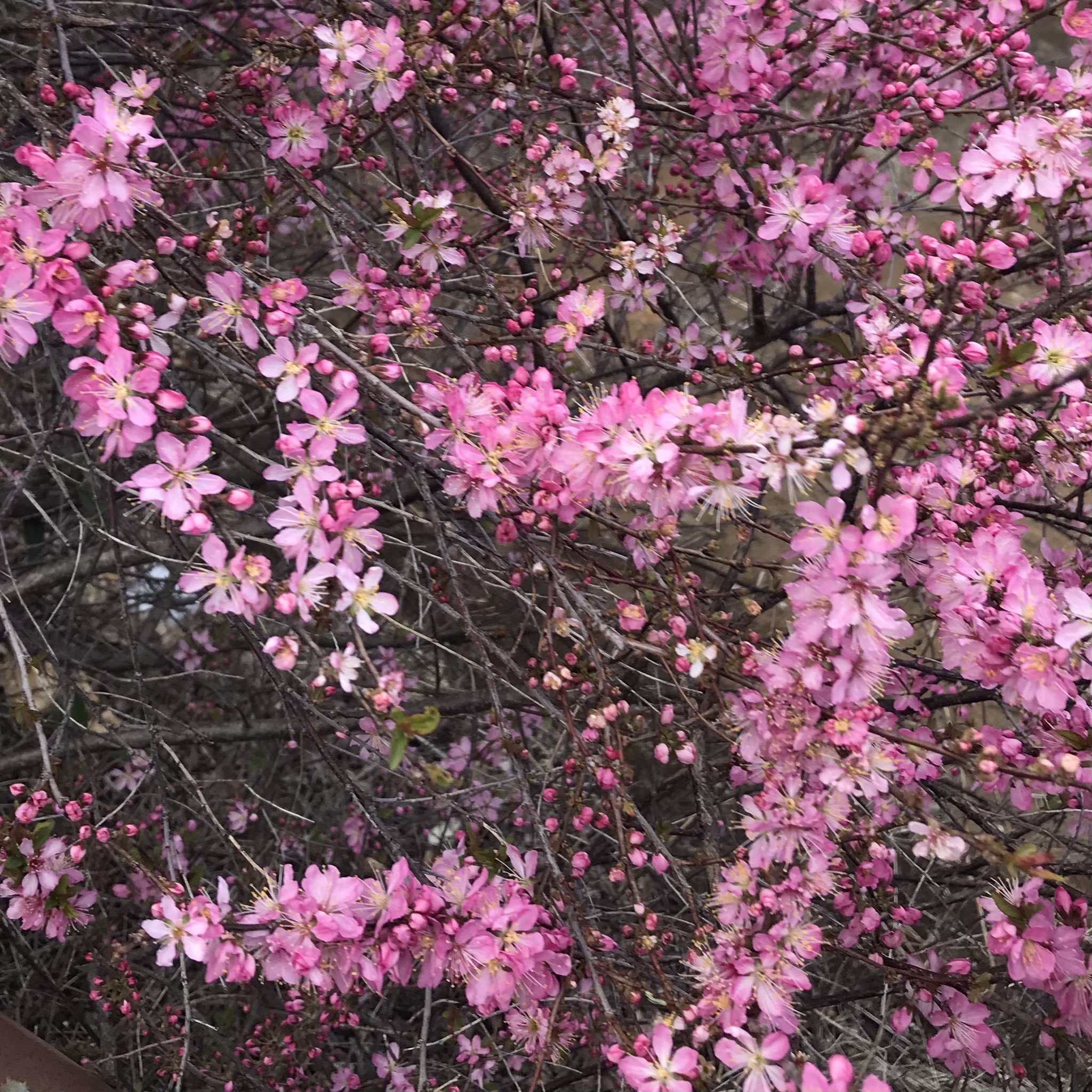 大越智哉on Twitter 道端の花https T Co Hoiq6wkptf Twitter