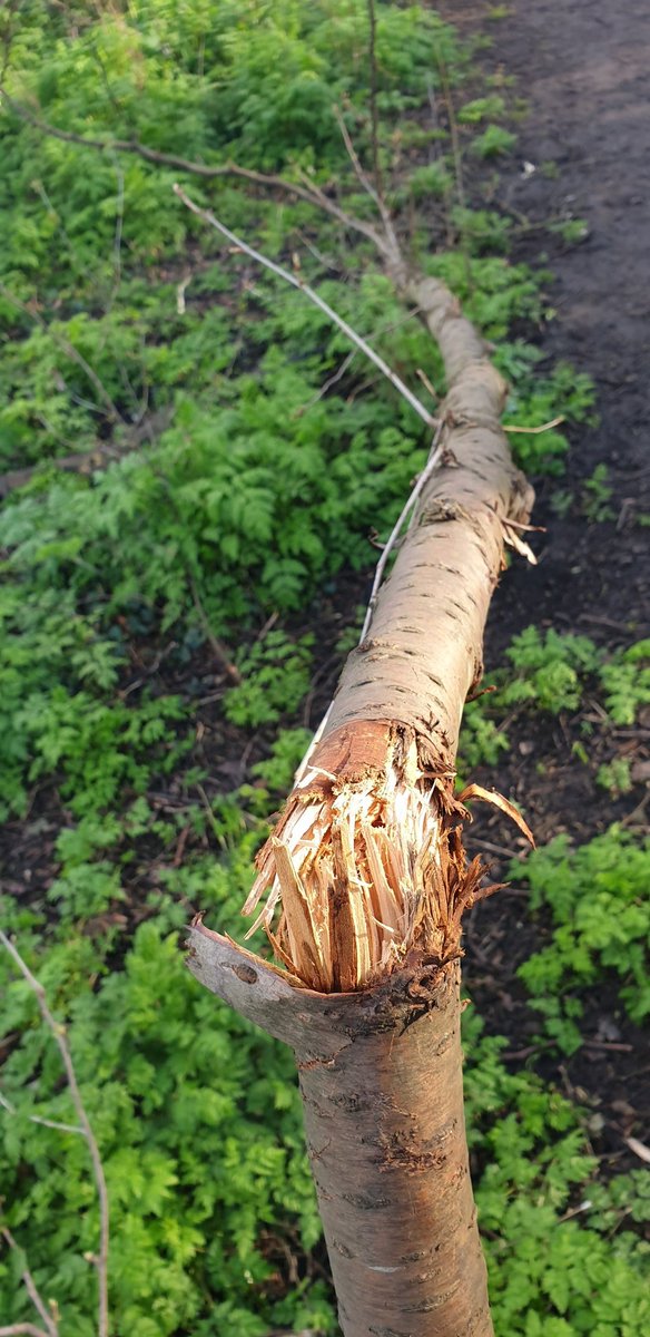 Andy Franzkowiak tweet media