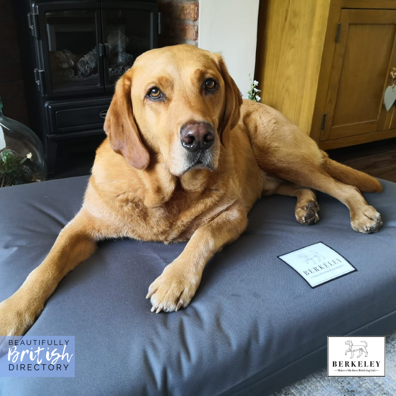 Treat your pooch to a dog bed that has been crafted with love! Learn more about Berkely here -ow.ly/6fd350E3lmB 🐩🐕🐶