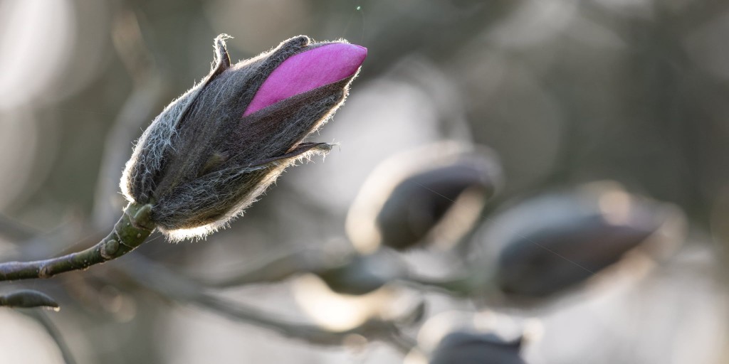 Happy first day of spring! 🌼🌸 Our beautiful Magnolia are starting to wake up - we're looking forward to a magnificent display over the coming weeks! This is one of our favourites; Magnolia ‘Caerhays Belle’ #springequinox