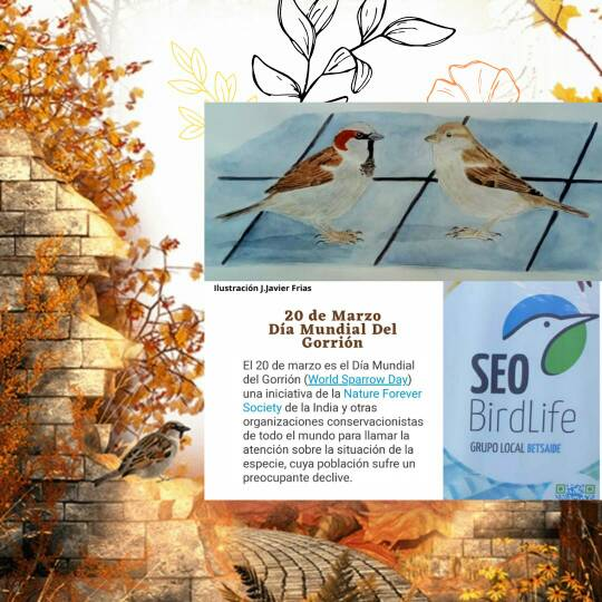 SEO_Betsaide's tweet photo. El 20 de marzo se celebra el Día Mundial del Gorrión. SEO/BirdLife quiere llamar la atención sobre la situación de este ave tan común y abundante, pero cuyo descenso es una muestra del deterioro de nuestro entorno más cercano.
@SEO_Betsaide @SEO_BirdLife 
https://t.co/95LtWKMhF6 https://t.co/XgfY9qKxEU