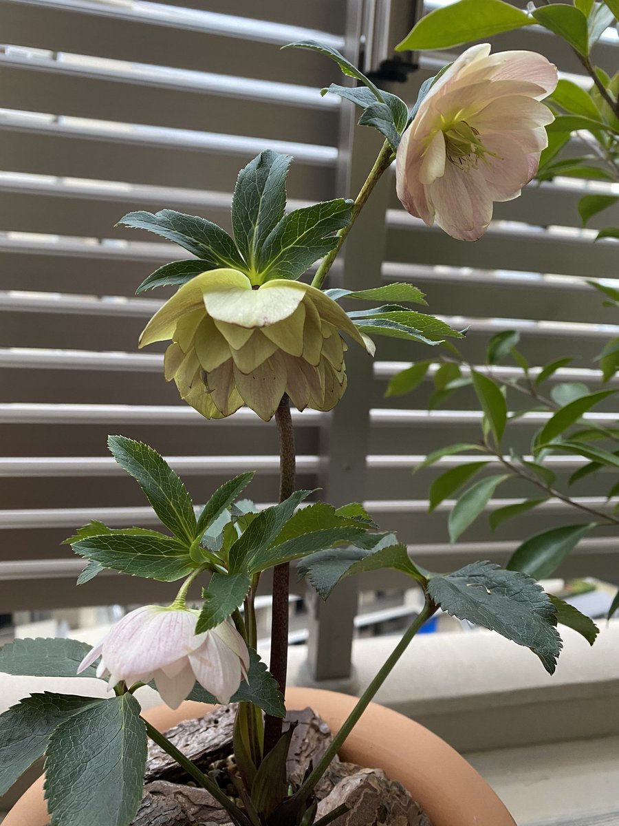 d0tekabo's tweet photo. 我が家の初クリスマスローズ。
そろそろ花を切ってあげないといけないんだけど、可愛くてついそのままにしちゃう。
夏越し出来るかどうかが肝だけど･･･とにかく育ててみる。
皆様お元気ですか。
私はぼちぼち元気でやっとります。 https://t.co/VbWikwEs2H