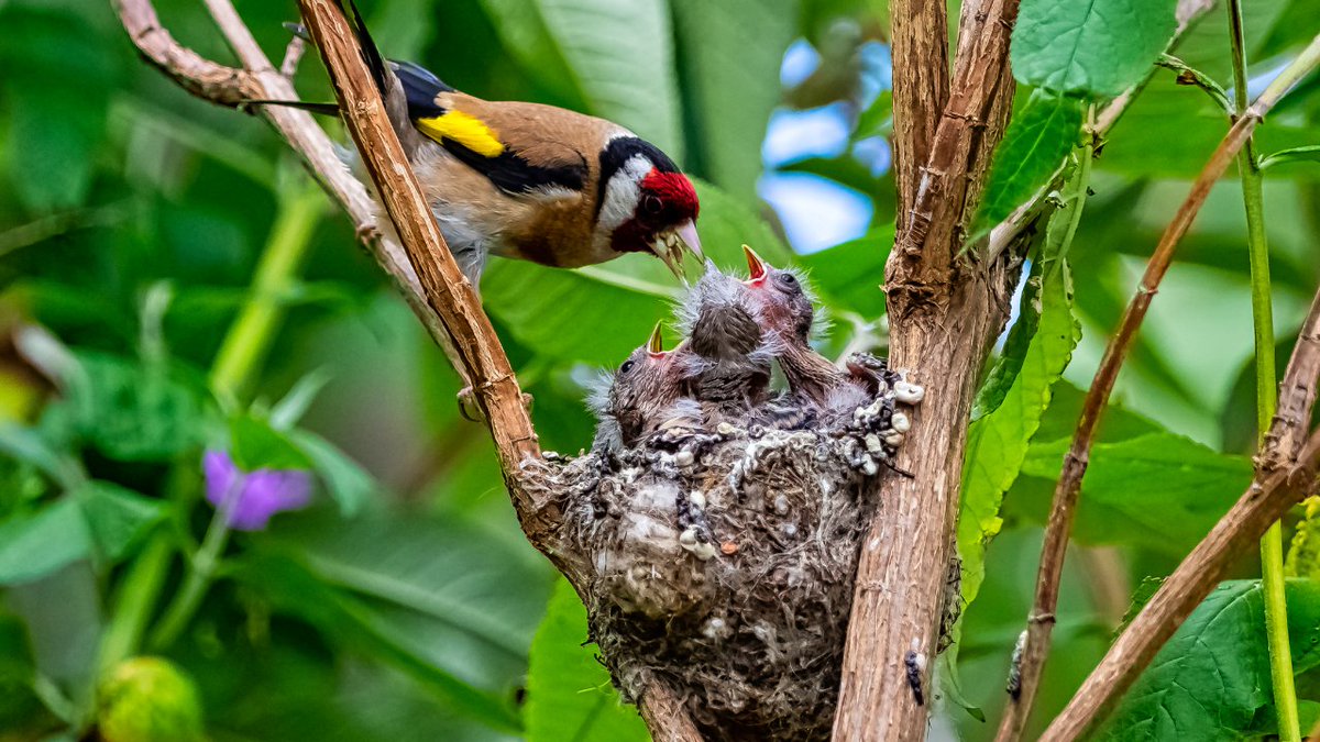 There are simple things we must do to protect wildlife between 1 March and 31 July when birds are nesting. 🐕 Keep your dog on a short lead 🐣 Watch out for nests on the ground 🚶🏿 Stick to pathways, even if they're muddy 🌳 Check for nesting birds before cutting hedges & trees