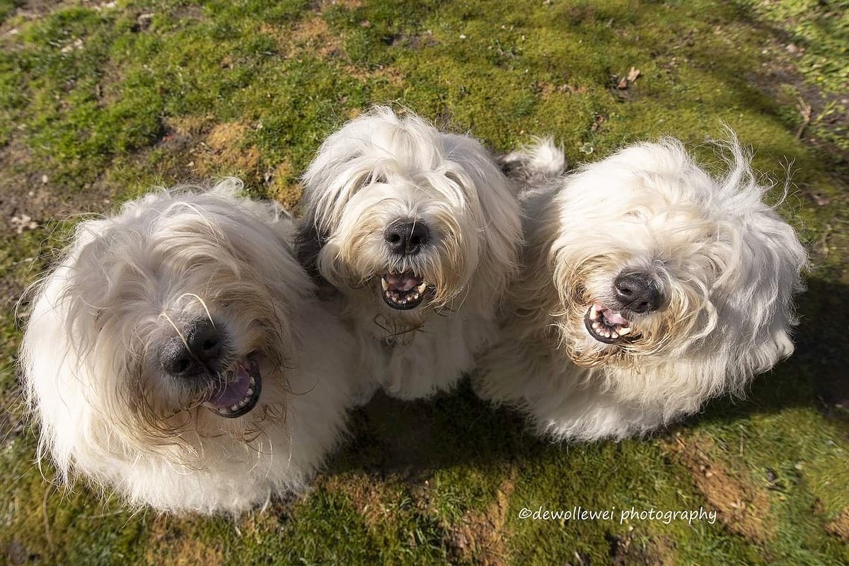 dewollewei's tweet photo. Three cookies please..🙂
#oldenglishsheepdogs 
#oes
#bobtail 
#cookiesplease https://t.co/27hA3NkE1v