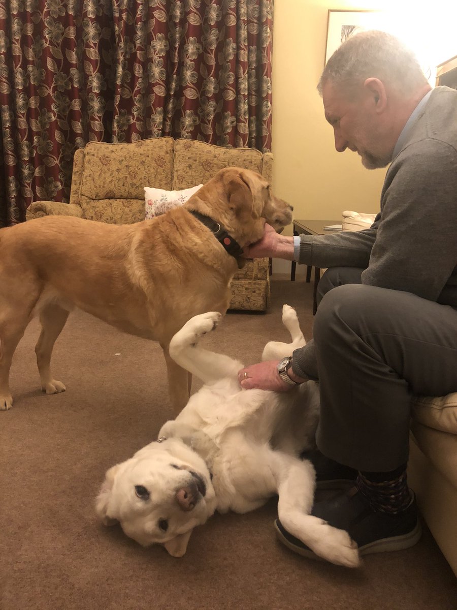 Happy Birthday Boss! 🎂 🎉 🥳 #guidedogsfortheblind #guidedogoffduty #bestfriend #LabradorRetriever #labrador