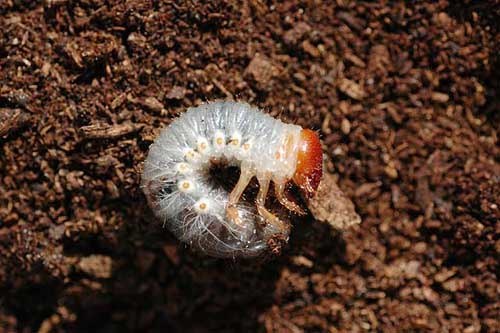 児島 藤一 意外にこれ知られてないんですけど 畑の土の中にいる小さく白い幼虫はカナブンではない カナブンの産卵場所はつい10年前まで実は謎でした