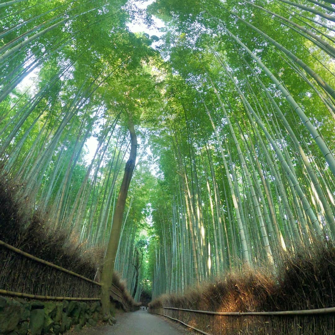 zg5np6TJwBeyqip's tweet photo. 2020/7/13
京都: 嵯峨野竹林
人が全く居ない所を撮りたかったので、京都駅5時着で行ってきました!
📷:GoPro8
#GoPro8black
#followme
#photo_travel
#japan_travel
#弾丸旅行シリーズ
#嵯峨野竹林
#京都 #kyoto
#写真好きな人と繋がりたい
#写真撮ってる人と繋がりたい
#一眼レフのある生活 https://t.co/zqiliZ5x3h
