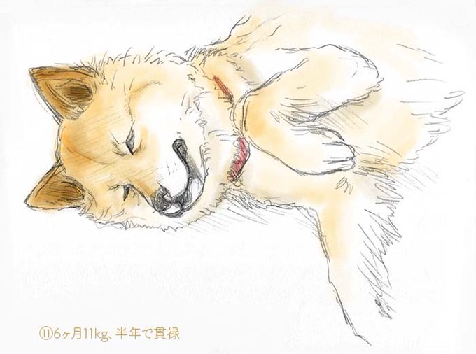 老犬のtwitterイラスト検索結果 古い順 老犬のtwitterイラスト検索結果 古い順