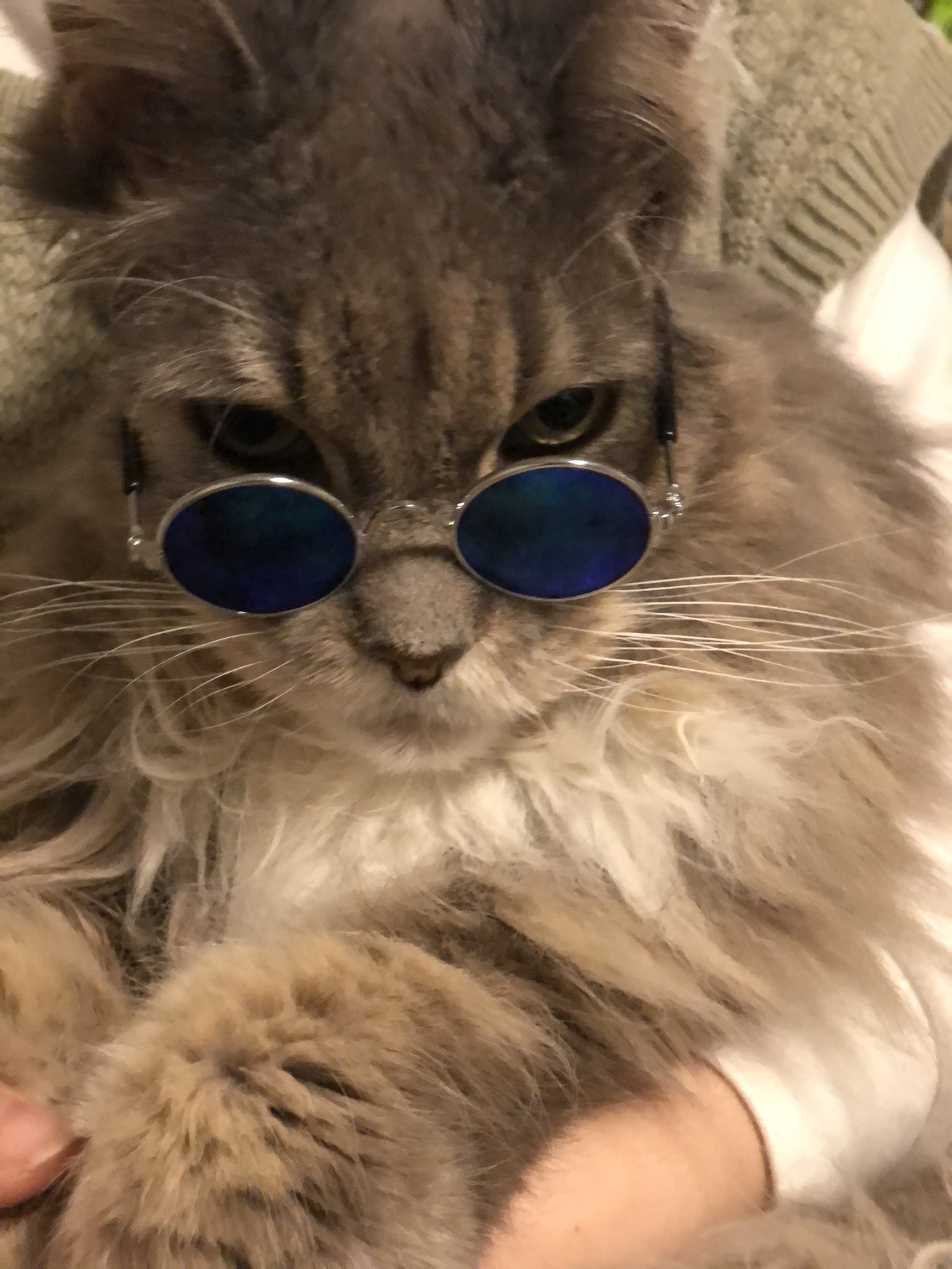 右京 梓 日常垢 ダイソーの犬 猫用サングラス 買って来たのでエル王子に五条先生になってもらいました 五条先生 ダイソー メインクーン T Co Lfnzghrtjt Twitter
