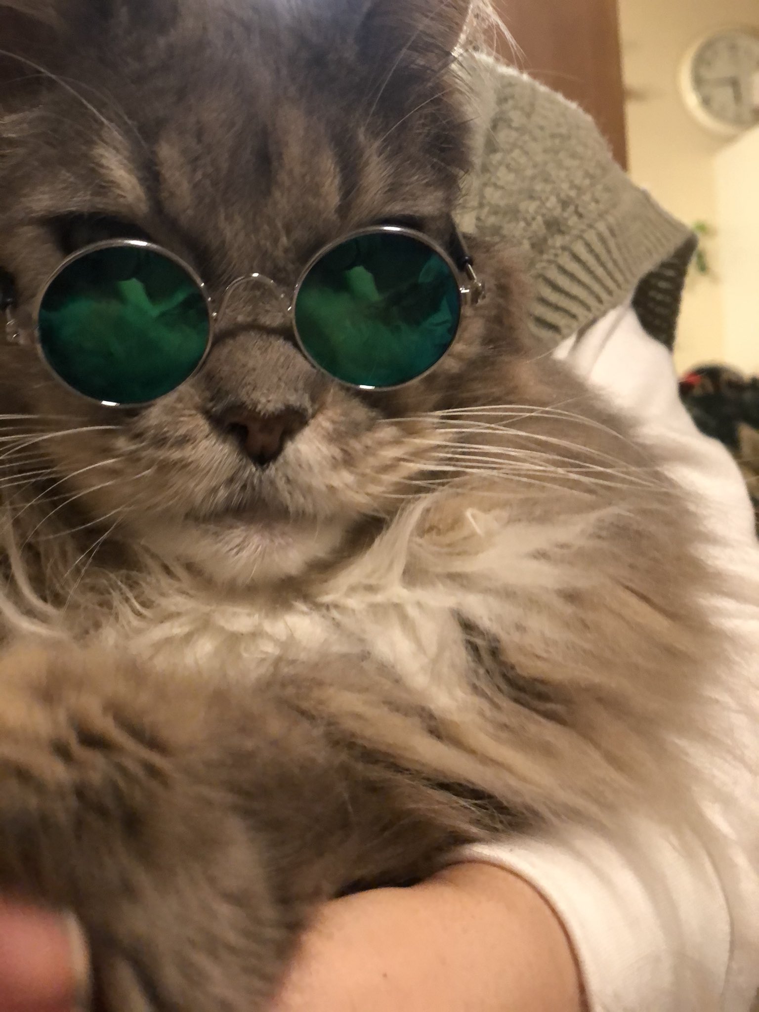右京 梓 日常垢 ダイソーの犬 猫用サングラス 買って来たのでエル王子に五条先生になってもらいました 五条先生 ダイソー メインクーン T Co Lfnzghrtjt Twitter