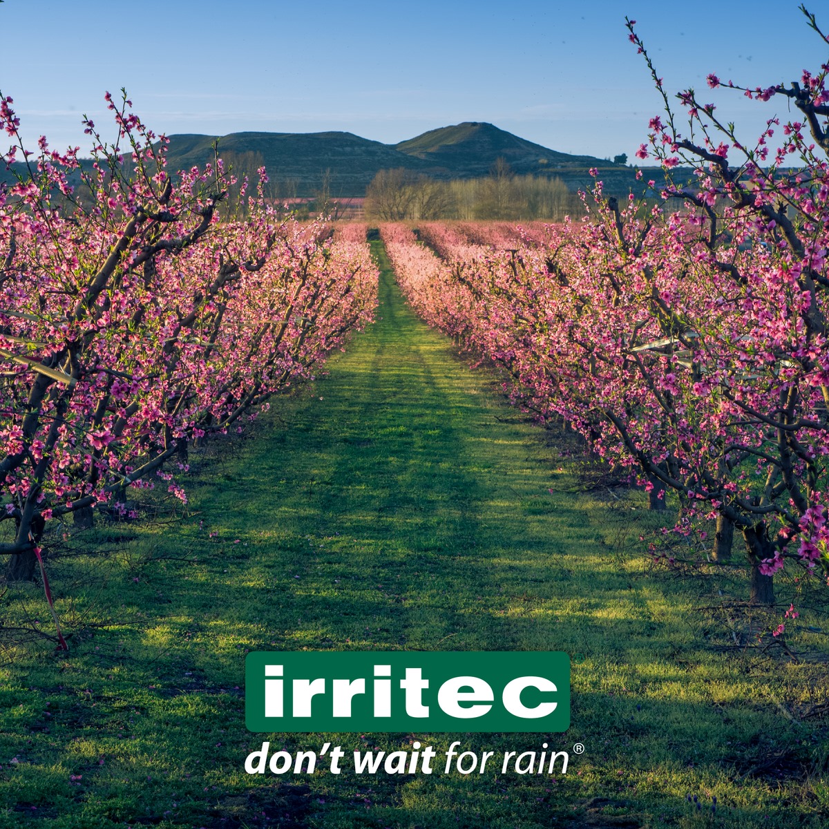 🌺If we had no winter, the spring would not be so pleasant. Welcome Spring🌺
🌺Se non ci fosse l’inverno, la primavera non sarebbe così piacevole. Benvenuta primavera🌺
(Anne Bradstreet)
#irritec #dontwaitforrain #spring #spingseason #irrigationsystems #agricolture #happyspring