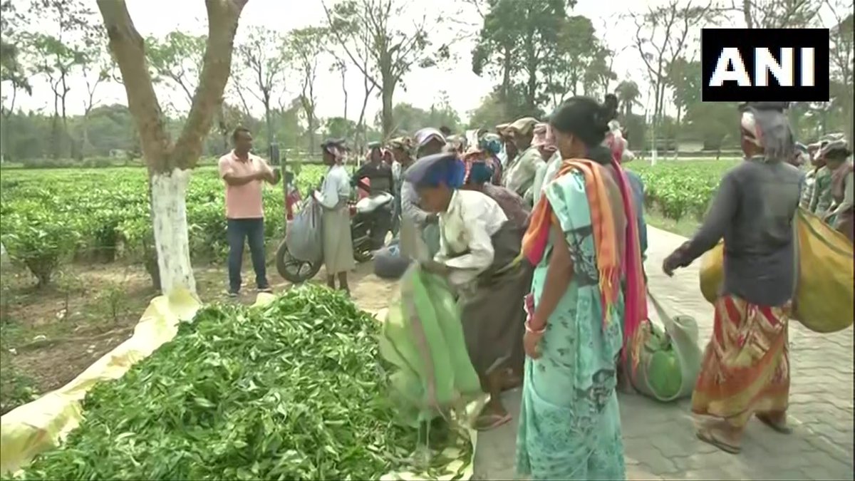 ANI's tweet photo. Assam tea garden workers in Dibrugarh say, "We get Rs 1730 for 12 days, it's not enough to survive. If we get Rs 365 (promised by Congress), it'll be good. We didn't get Rs 351 from govt as promised. We'll vote for the party that solves our issues". https://t.co/5fPfpQckQT