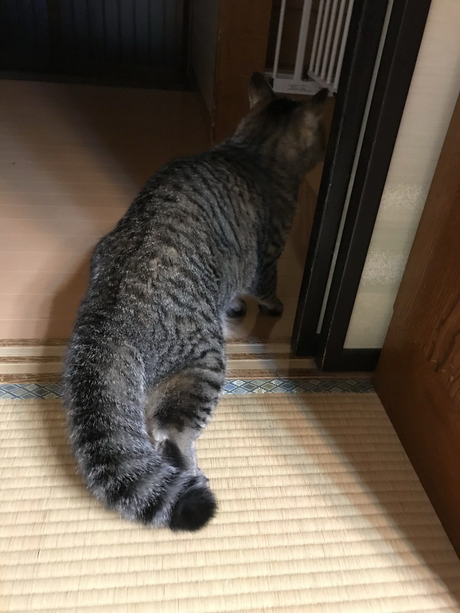 マクー 我が家では地震のたびに猫の尻尾がたぬきになるという甚大な被害が発生します マクー 我が家では地震のたびに猫の尻尾がたぬきになるという甚大な被害が発生します