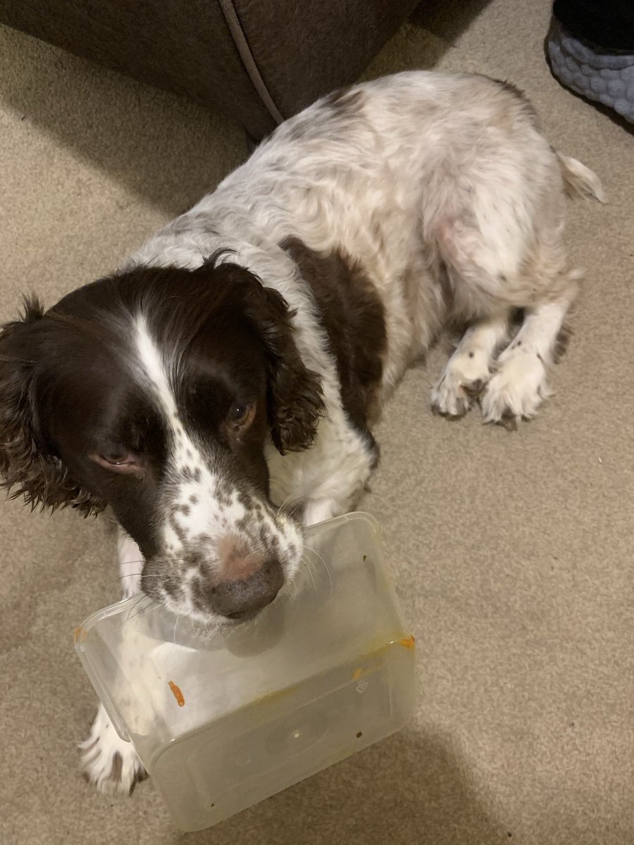 billbraviner's tweet image. Found #RubyDog “helping with the washing up” after a takeaway...
