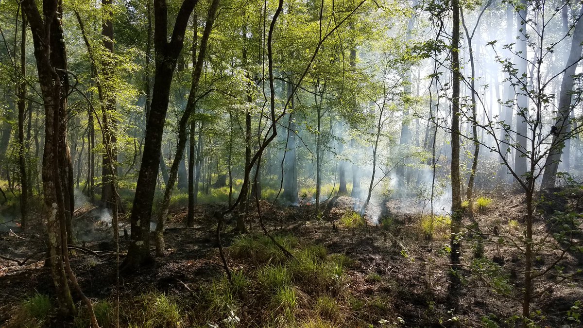 Austin Cary Forest tweet media