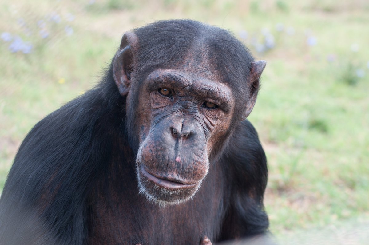 MONA_UK's tweet photo. Adopting a rescued chimpanzee for yourself or as a gift is offering life and hope to an animal in need.
Your help allows us to make plans for the near future and in the long-term,a necessity because chimpanzees can get older than 65 years!
https://t.co/AGHn7pIv1J
#adoptachimp https://t.co/PFwLRN8e0N