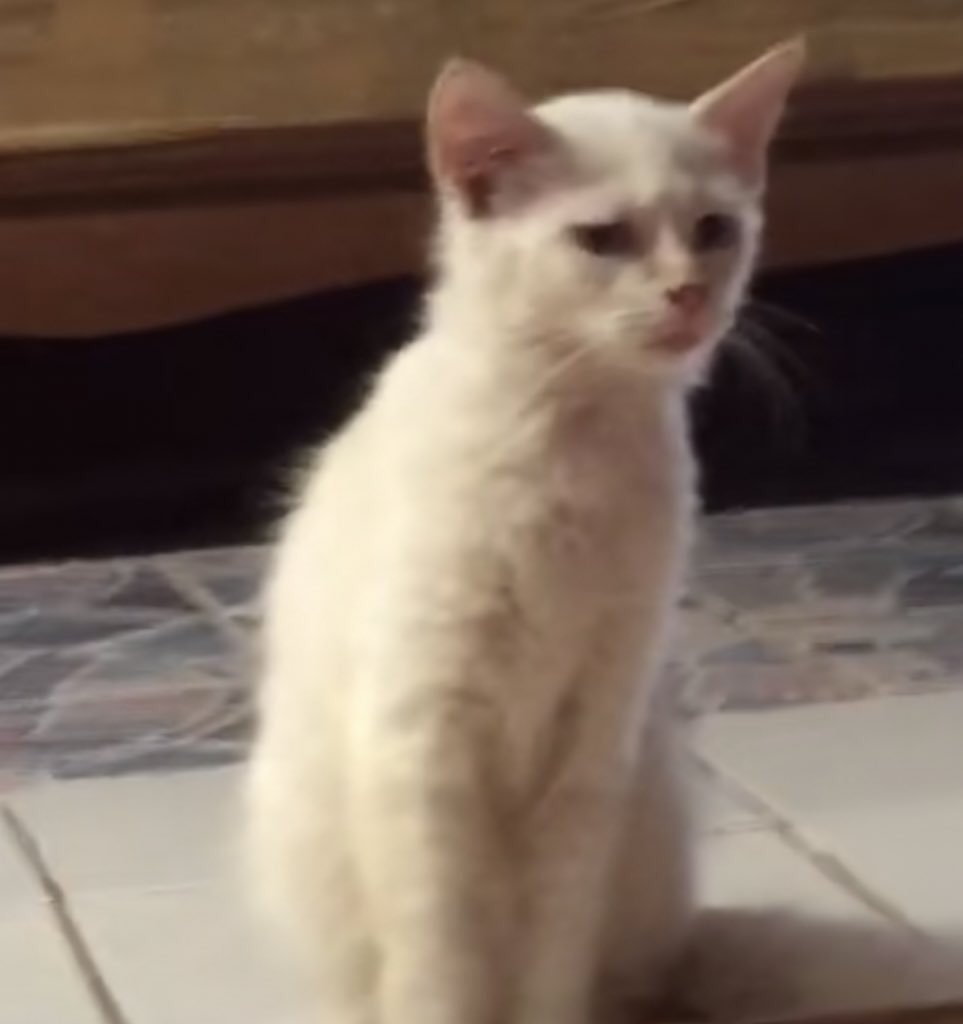 ก่อนสอบ PAT1 ครูบอกว่าอย่าเสียเวลากับข้อที่ทำไม่ได้ ให้เปิดหาข้อที่ทำได้ก่อน กูเปิดไปเปิดมาเจอโต๊ะ งง #GATPAT