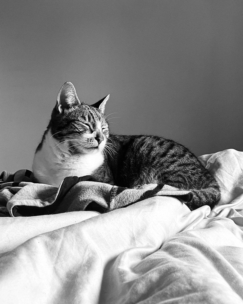 Just in case you’ve not seen a cat pic while surfing the internet today.  Let me present ‘Freddie’ who’s resting after getting up at 5am to tell me he’s super hungry. #catsarejurks