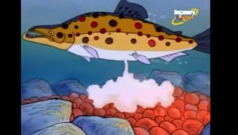 SaintJohnPickle's tweet photo. Remember when Ms Frizzle took the kids to go get nutted on by salmon https://t.co/h78hkoF29X