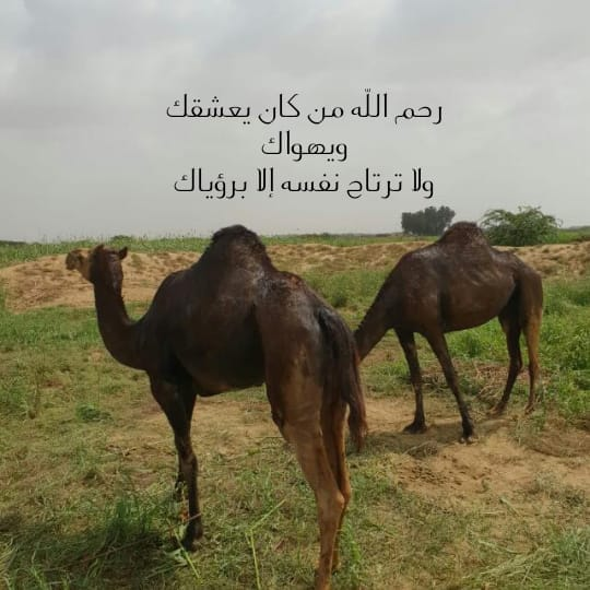 HaRyji's tweet image. مهما تغنيت بك يا بلادي فلن اوفيك حقك