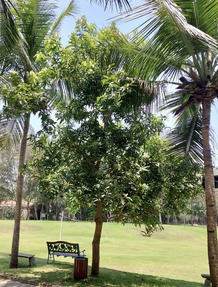 Actor_Vivek's tweet photo. The mango sapling I planted 2 years ago at pondy has grown up to this level..! Next March it will yield fruits!! https://t.co/j7czG8l1sd