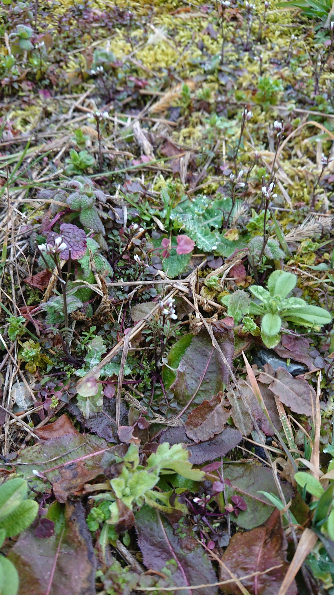 Veure El Tuit De Foxfire Nature A De Marc De 21 A Twitter Twitter