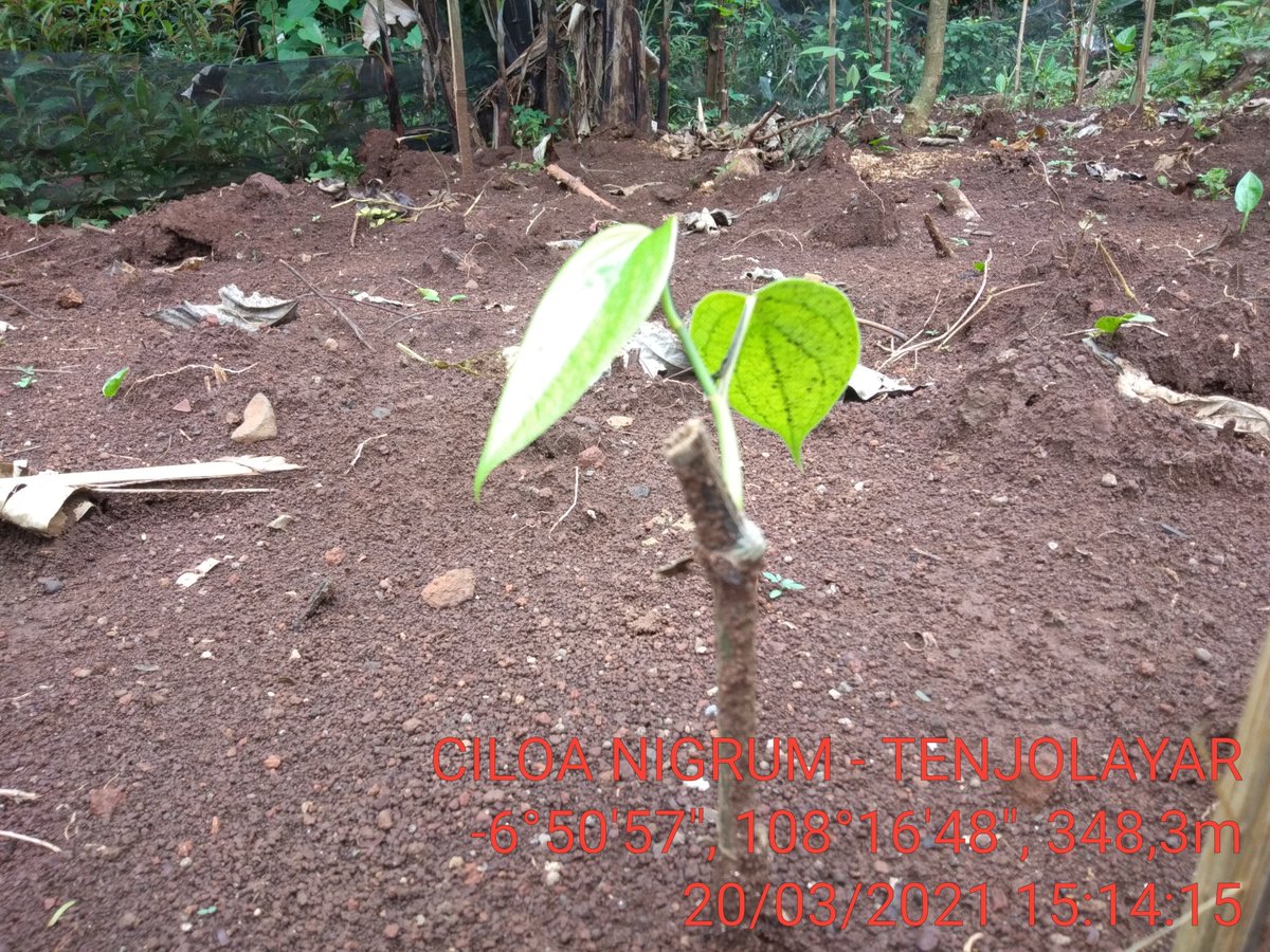 didisardi76's tweet photo. Belajar budidaya lada perdu ,,dibawah binaan BPP Cigasong - Majalengka @kementan @CCiborete @ridwankamil https://t.co/qepu4ZrCmD
