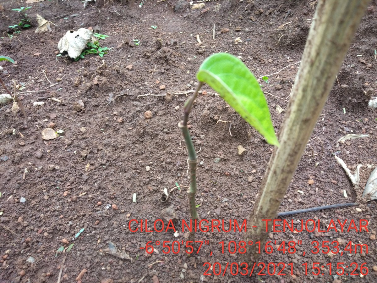 didisardi76's tweet photo. Belajar budidaya lada perdu ,,dibawah binaan BPP Cigasong - Majalengka @kementan @CCiborete @ridwankamil https://t.co/qepu4ZrCmD