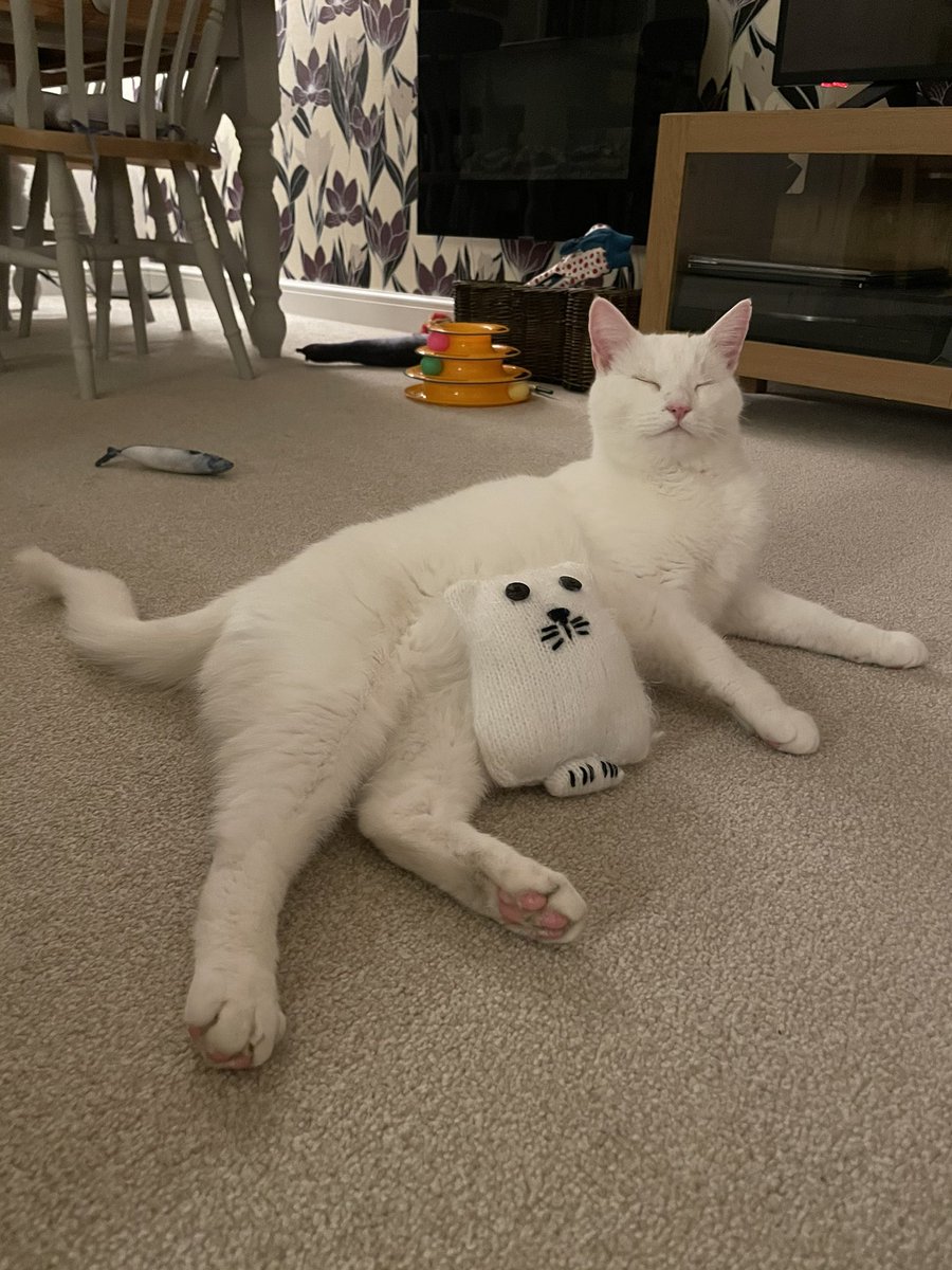 Caughters31's tweet photo. Lockdown got Ghosty learning new skills 
#CraftyCat #Caturday #CleverBoy #CatsofTwitter #Cats #Lockdown #NorthWales #Knitting #Proud https://t.co/1qQIqvRV0k