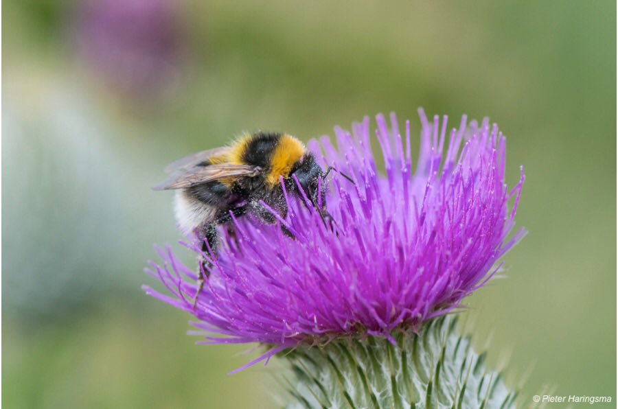 LGSpace's tweet image. Will you pledge to Bee the Change? Help our struggling bumblebees with simple micro-actions, like growing a nectar-rich plant or letting wildflowers grow 🐝 
More info: bit.ly/312rZoS
#pollinators #biodiversity