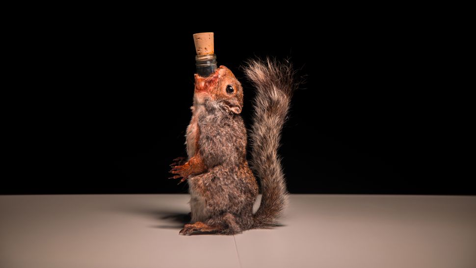 SidewaysBlvd's tweet photo. What's the worst alcohol you've ever drank?  Time to up(chuck) the ante. Episode 5 of Podenstein's Lab involves Sweden's Disgusting Food Museum's barfy booze- and more notable weirdness! @SCDwriter @FontofFear  #poopbeer #bizarre #horrorauthors  #Sweden  https://t.co/PRZyH2RKOD https://t.co/UzUw9ZGeFl